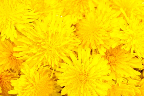 タンポポの花のクローズ アップ — ストック写真