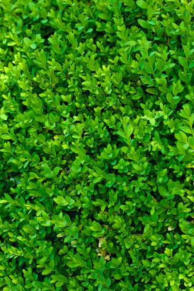 Schöner grüner Strauch aus nächster Nähe — Stockfoto