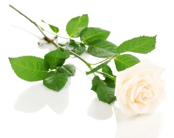Gyönyörű rózsa elszigetelt fehér — Stock Fotó