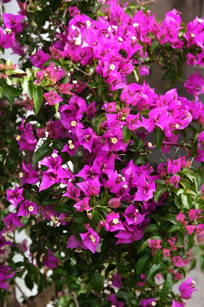 Flor de buganvília roxa close-up — Fotografia de Stock