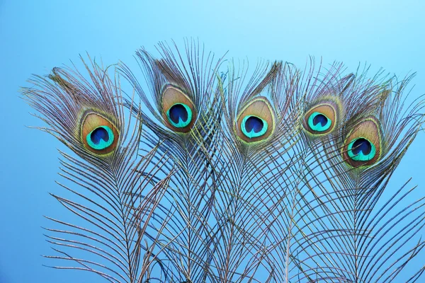Peacock veren op blauwe achtergrond — Stockfoto