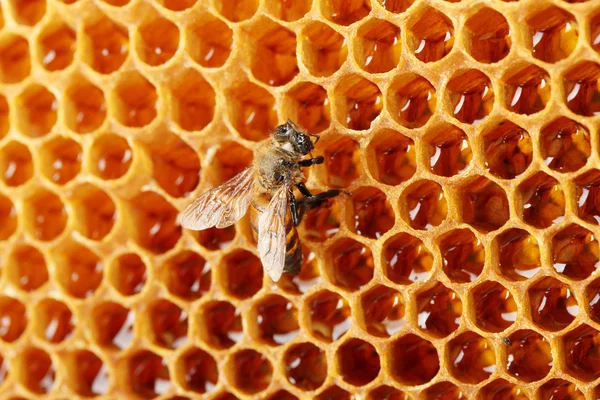 黄美丽蜂窝状与蜂蜜和蜂，背景 — 图库照片