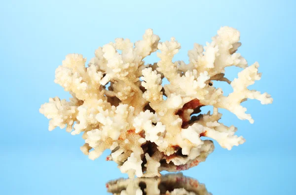 Corallo marino su sfondo blu primo piano — Foto Stock