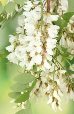 Branch of white acacia flowers on green background clipart