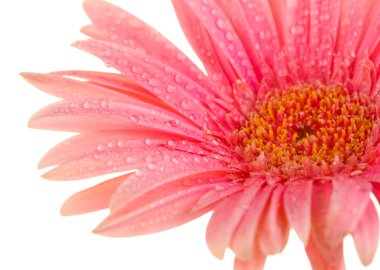 damla üzerinde beyaz izole güzel pembe gerbera