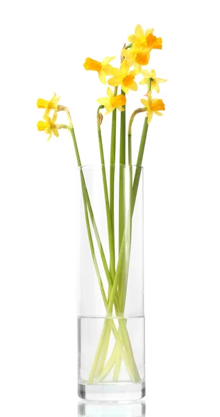 Mooie gele narcissen in transparante vaas geïsoleerd op wit — Stockfoto