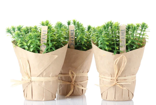 Plantas de erva de tomilho em vasos com bela decoração de papel isolado em branco — Fotografia de Stock
