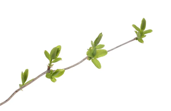 Gałąź z zielonymi liśćmi odizolowana na białym — Zdjęcie stockowe