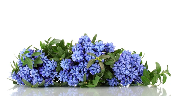 Muscari - hyacinth isolated on white — Stock Photo, Image