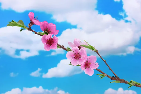 Bela flor de pêssego rosa no fundo do céu azul — Fotografia de Stock