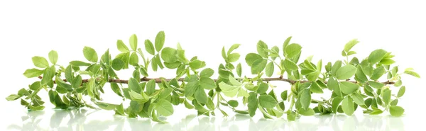 Filial med gröna blad isolerade på vit — Stockfoto