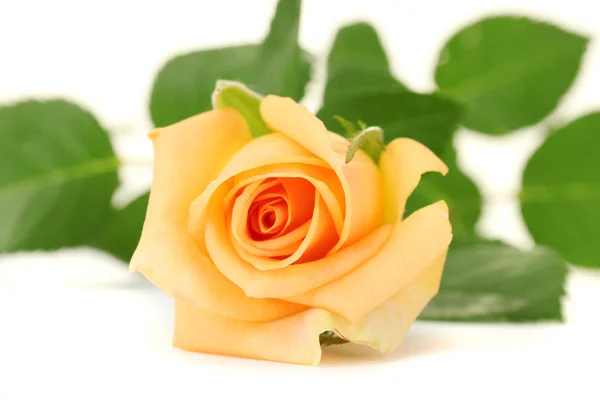 Piękna róża odizolowana na białym — Zdjęcie stockowe