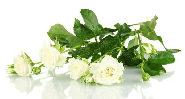Hermosas rosas blancas sobre fondo blanco de cerca — Foto de Stock