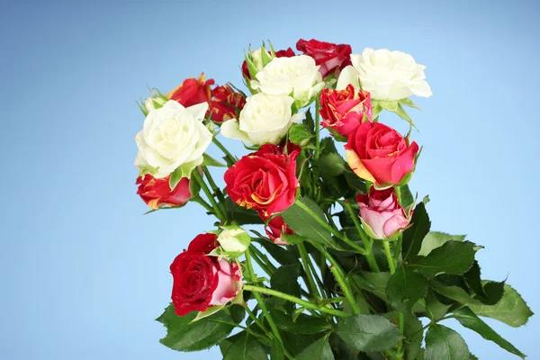 Bukiet pięknych róż na niebieskim tle z bliska — Zdjęcie stockowe