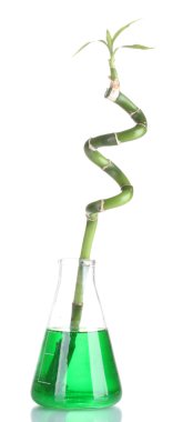 renkli sıvı ve üzerinde beyaz izole bambu ile Laboratuar kapkacakları