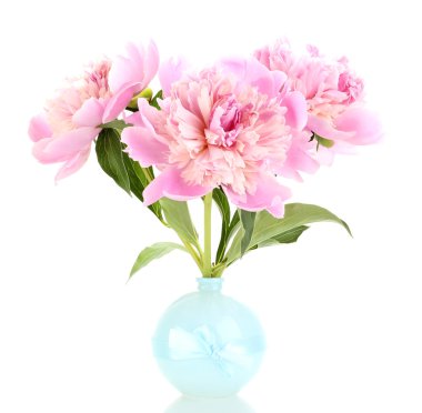 Three pink peonies in vase isolated on white clipart