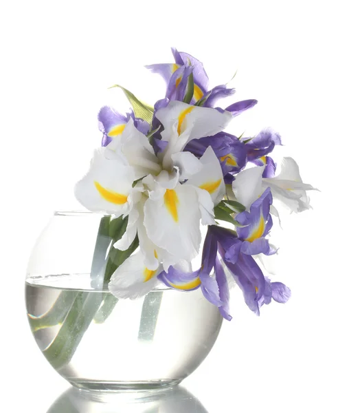 Vackra ljusa Iris i vas isolerad på vit — Stockfoto