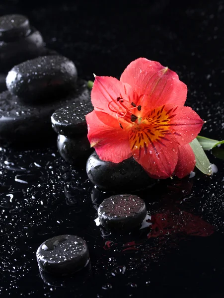 Spa stones with drops and red flower on black background — Stock Photo, Image