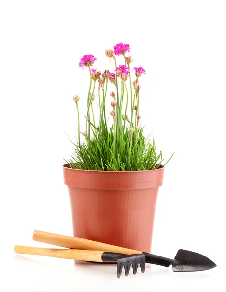 Pink flowers in pot with instruments isolated on white — Stock Photo, Image