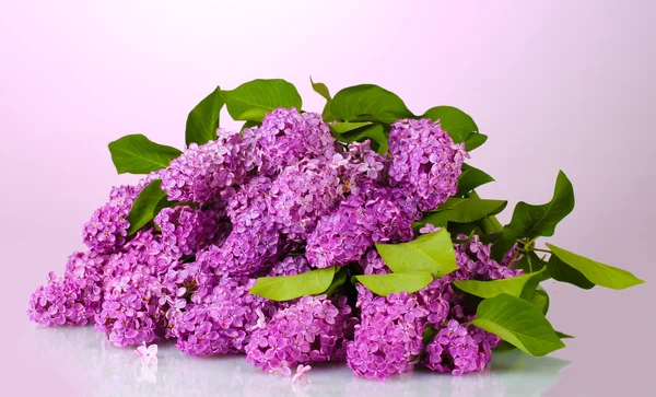 Beautiful lilac flowers on purple background — Stock Photo, Image