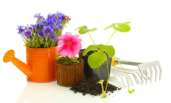 Gießkanne, Werkzeug und Pflanzen im Blumentopf isoliert auf weiß — Stockfoto