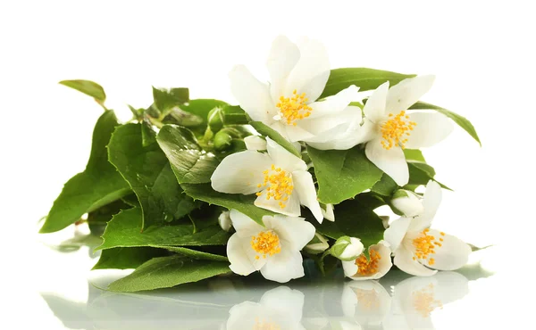 Belles fleurs de jasmin avec des feuilles isolées sur blanc — Photo