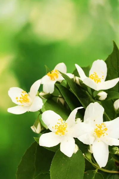 Beautiful jasmine flowers with leaves on green background — Stock Photo, Image