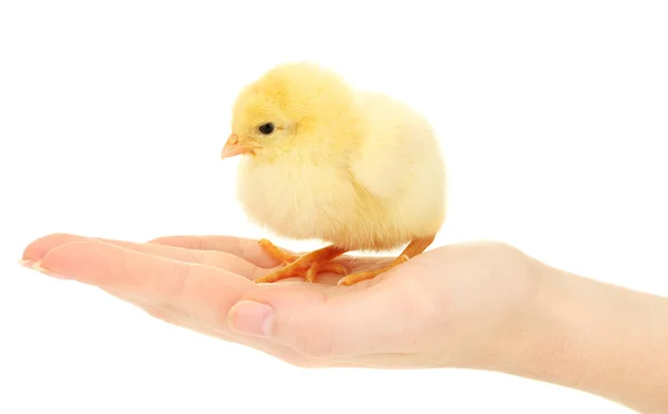 Hermoso poco de pollo en la mano aislado en el blanco — Foto de Stock