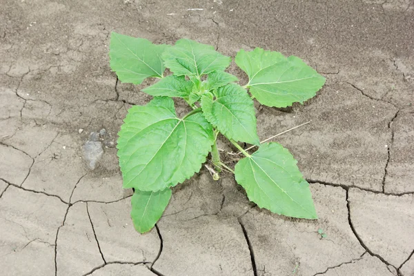 Solsikke vokser ud af jorden i marken - Stock-foto