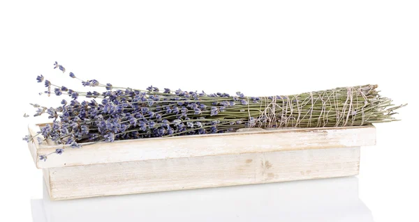 Lavendelbloemen geïsoleerd op wit — Stockfoto