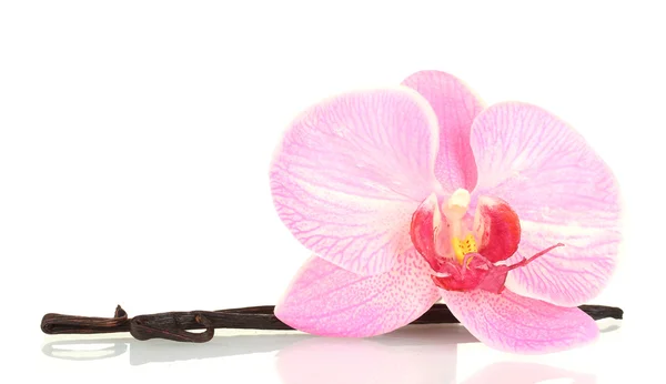 Casulos de baunilha com flor isolada em branco — Fotografia de Stock