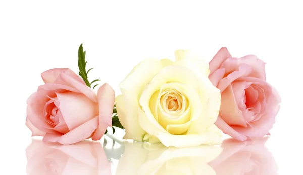 Trzy róże na białym tle — Zdjęcie stockowe