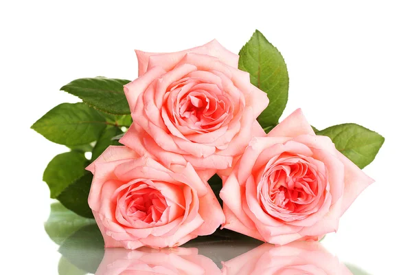 隔离白底粉红玫瑰 — 图库照片
