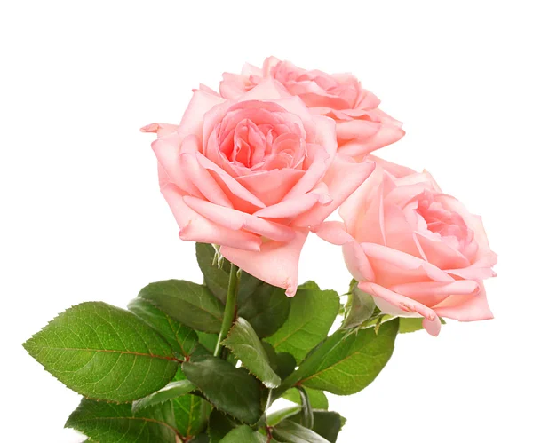 Roze rozen geïsoleerd op wit — Stockfoto