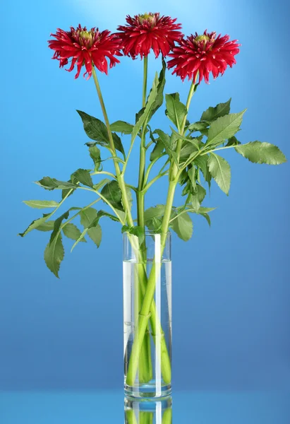 Gyönyörű piros dáliák vázában a kék háttér — Stock Fotó