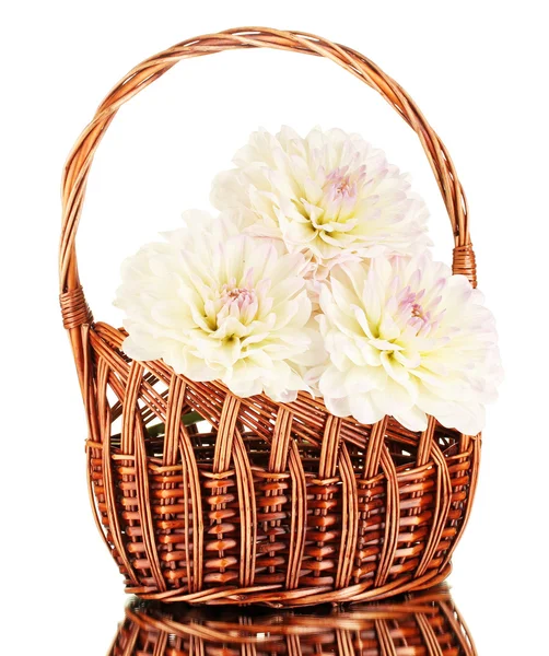 Beautiful white dahlias in basket isolated on white — Stock Photo, Image