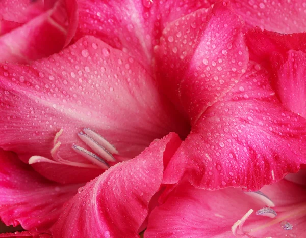 Hermoso gladiolo rosa primer plano — Foto de Stock