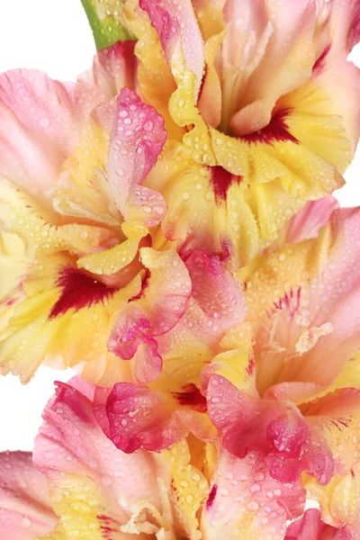 Gren av gul-rosa gladiolus på vit bakgrund närbild — Stockfoto