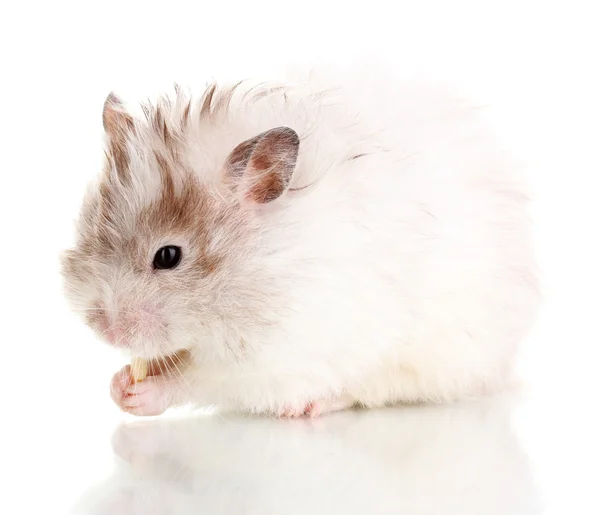 Cute hamster eating cheese isolated white — Stock Photo, Image