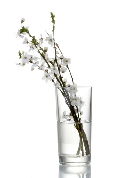 Belle fleur de cerisier dans un vase isolé sur blanc — Photo