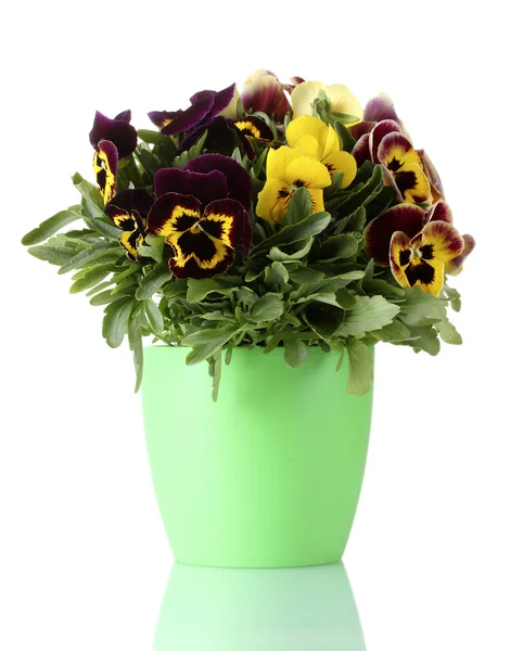 Beautiful violet pansies in flowerpot isolated on a white — Stock Photo, Image
