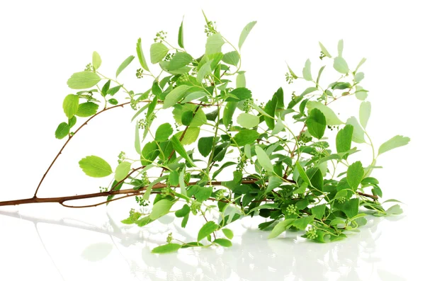 Ветка с зелеными листьями изолированы на белом — стоковое фото