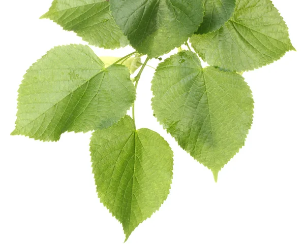 Linden groene bladeren geïsoleerd op wit — Stockfoto