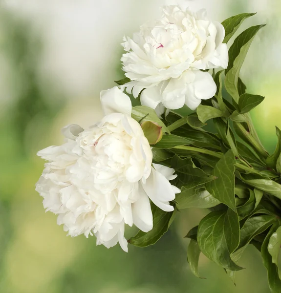 Beautiful white peonies on green background — Stock Photo, Image