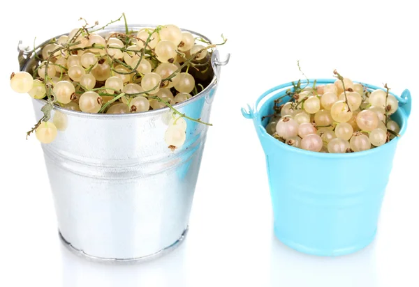 White currants in metal buckets isolated on white — Stock Photo, Image
