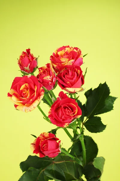 Belas rosas vermelho-amarelas no fundo verde close-up — Fotografia de Stock