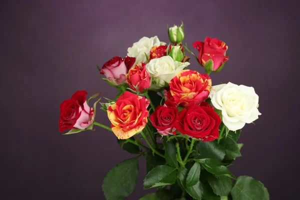 Buquê de belas rosas no fundo roxo close-up — Fotografia de Stock