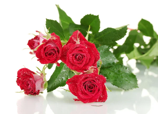 美丽的夹持玫瑰上白色背景特写 — 图库照片