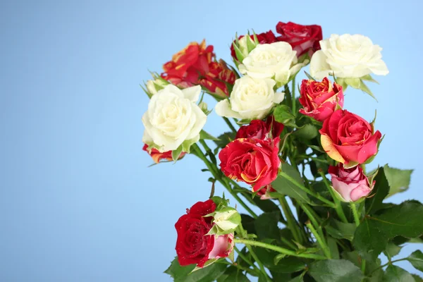 Strauß schöner Rosen auf blauem Hintergrund in Nahaufnahme — Stockfoto