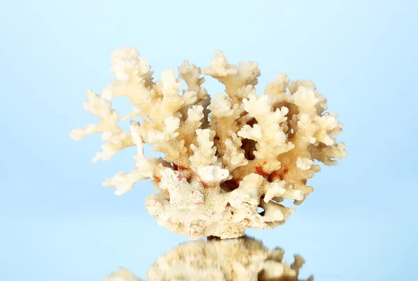 Meereskoralle auf blauem Hintergrund Nahaufnahme — Stockfoto